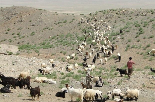 طرح محققان برای نجات دام‌های بوشهر از گرسنگی 