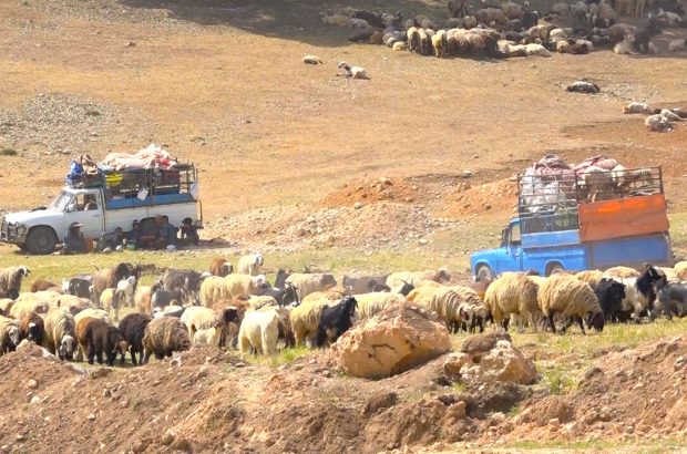 عشایر به مقصد مناطق قشلاقی بوشهر راه افتادند