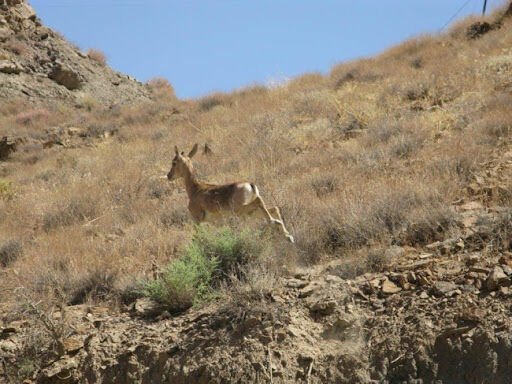 جمعیت پستانداران منطقه شکار ممنوع کوه‌مند بوشهر۵۰ درصد افزایش یافت
