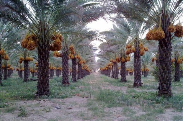 ضرورت اجرایی شدن قرارداد مزرعه صادرات خرما در استان بوشهر