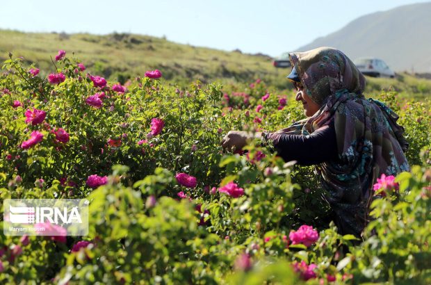 راه‌اندازی ۷۱ صندوق خرد زنان روستایی و عشایری در استان بوشهر