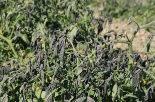 راهکارهای جهاد کشاورزی بوشهر برای جلوگیری از سرمازدگی محصولات