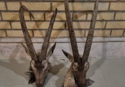 متخلفان شکار غیرمجاز در دشتی دستگیر شدند