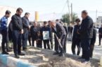 پویش ملی «سرو ایران» در شهرستان دشتی برگزار شد