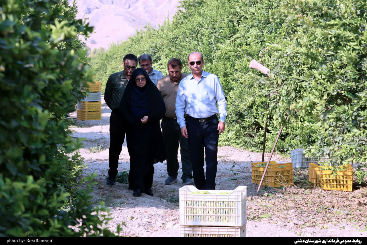 پیش‌بینی برداشت بیش از ۱۵ هزار تن مرکبات از باغات شهرستان دشتی